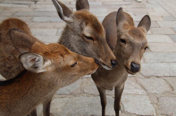 Nara city