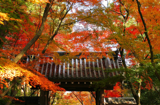 Autumn (September / October – November)