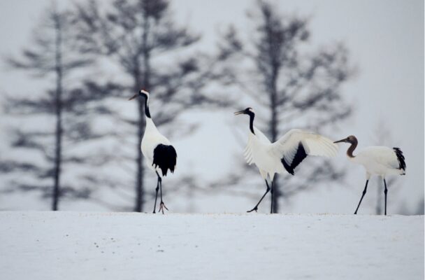 Tsurui Ito Tancho Crane Sanctuary